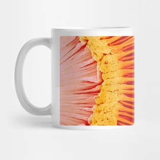 Eye anatomy, SEM (P424/0232) Mug